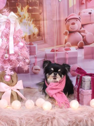 20241228プリンちゃん